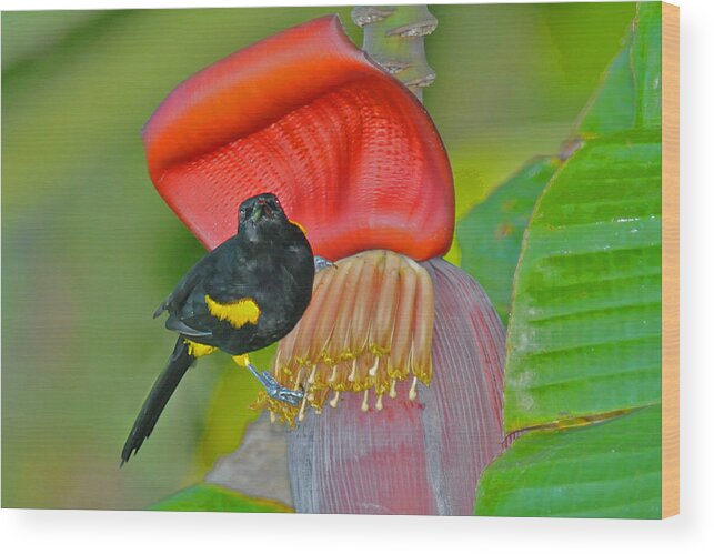 Bird Wood Print featuring the photograph Oriole in Banana Flower by Alan Lenk