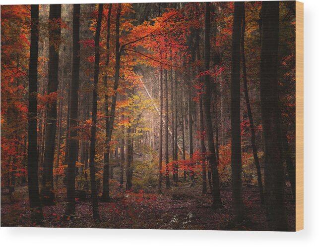 Forest Wood Print featuring the photograph Orton Forest by Philippe Sainte-Laudy