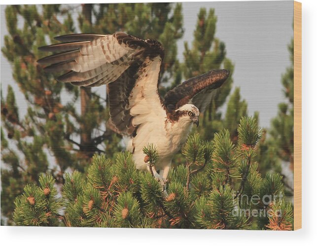 Bird Wood Print featuring the photograph Osprey in Yellowstone by Teresa Zieba
