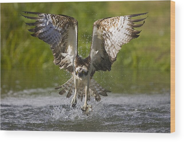 Flpa Wood Print featuring the photograph Osprey With Trout In Talons Finland by Dickie Duckett