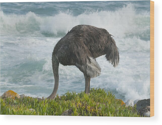 Feb0514 Wood Print featuring the photograph Ostrich Female Feeding South Africa by Kevin Schafer