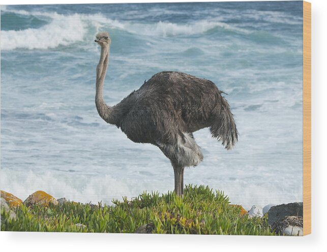 Feb0514 Wood Print featuring the photograph Ostrich Female South Africa by Kevin Schafer