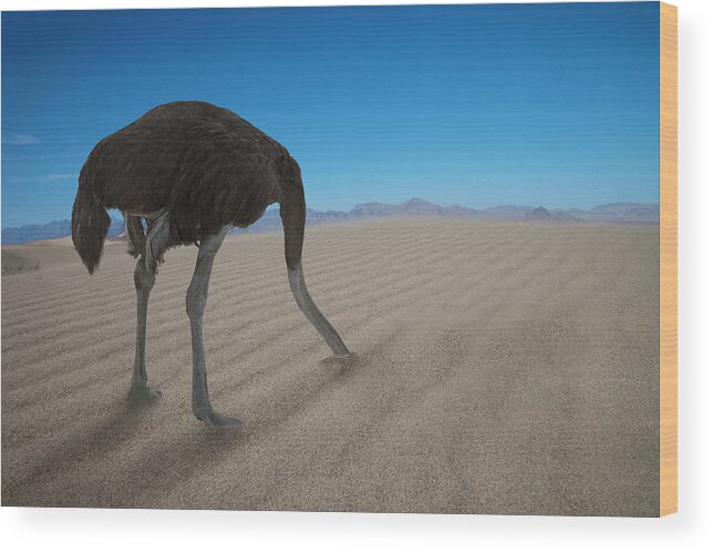 Hiding Wood Print featuring the photograph Ostrich Hiding His Head Under Sand by Buena Vista Images