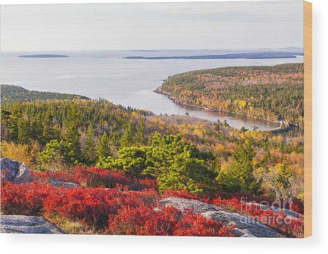 Acadia Wood Print featuring the photograph Otter Cove from Gorham Mountain in Autumn Acadia National Park by Ken Brown