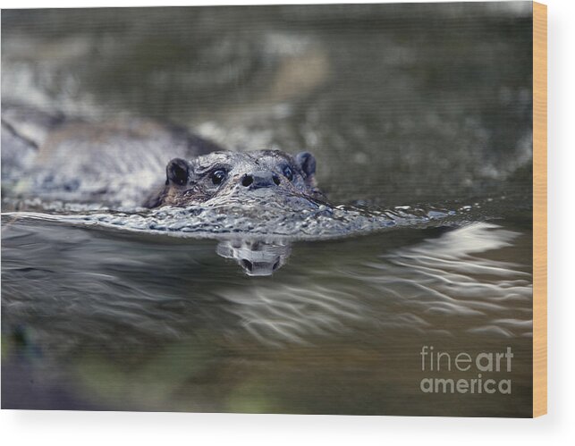 Photo Wood Print featuring the photograph Otter swimming, Norfolk. by Tony Mills