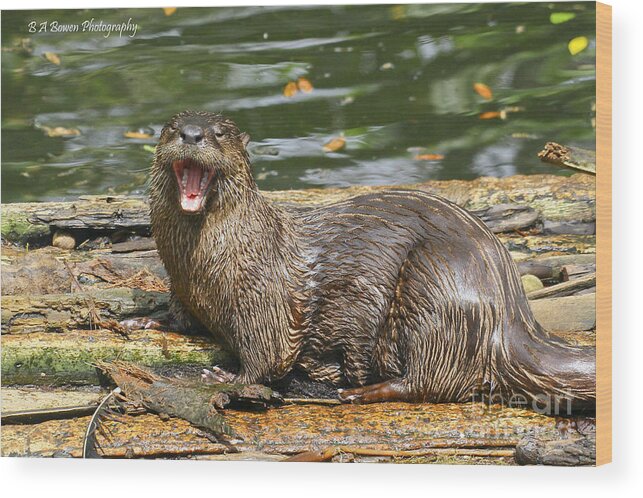 North American River Otter Wood Print featuring the photograph Otter yawn by Barbara Bowen
