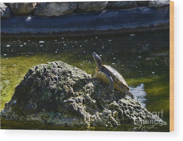 Rock Wood Print featuring the photograph Out On A Rock by Judy Wolinsky