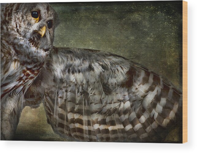 Evie Wood Print featuring the photograph Owl by Evie Carrier