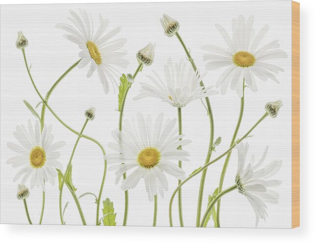 Daisy Wood Print featuring the photograph Ox Eye Daisies by Mandy Disher