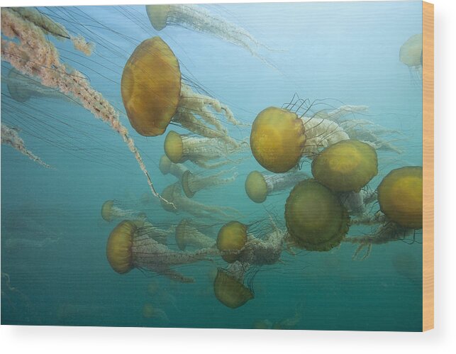 Feb0514 Wood Print featuring the photograph Pacific Sea Nettles Monterey Bay by Richard Herrmann