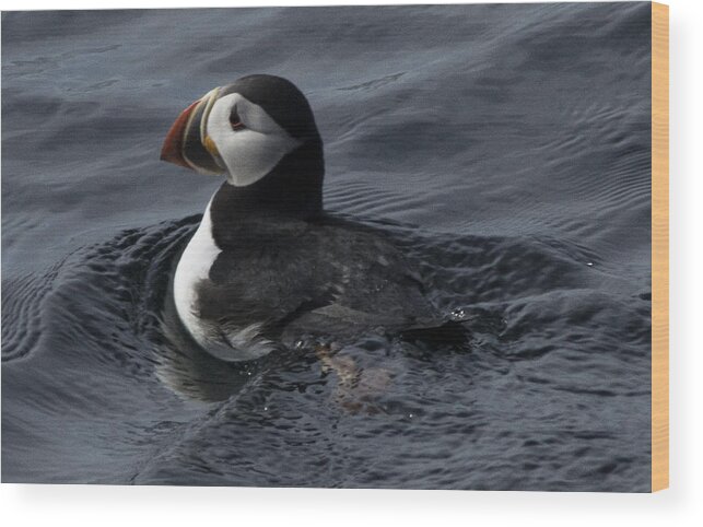 Atlantic Puffin Wood Print featuring the photograph Paddling Puffin by Daniel Hebard