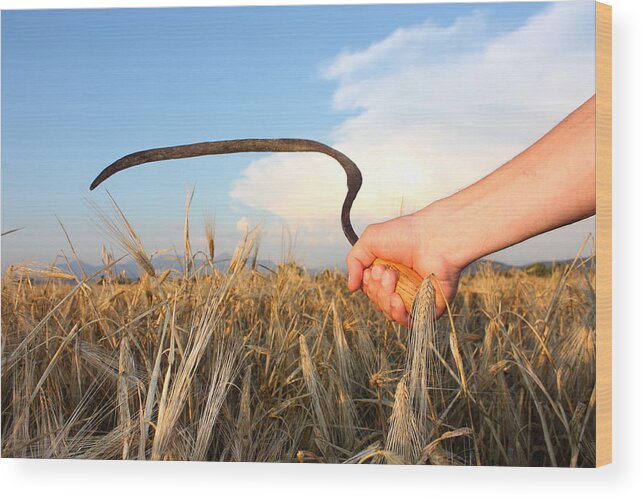 Working Wood Print featuring the photograph Paddy and wheat scythe by Aydinmutlu