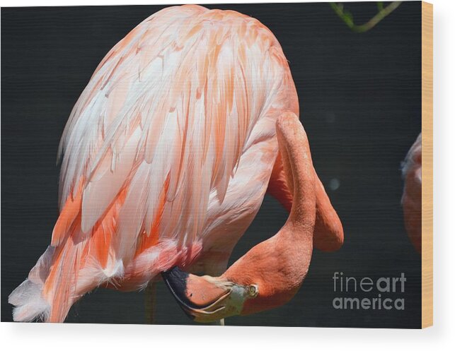 Flamingo Wood Print featuring the photograph Pain in the Neck by Lynellen Nielsen