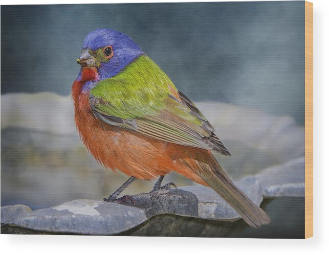 Painted Bunting Wood Print featuring the photograph Painted Bunting in April by Bonnie Barry