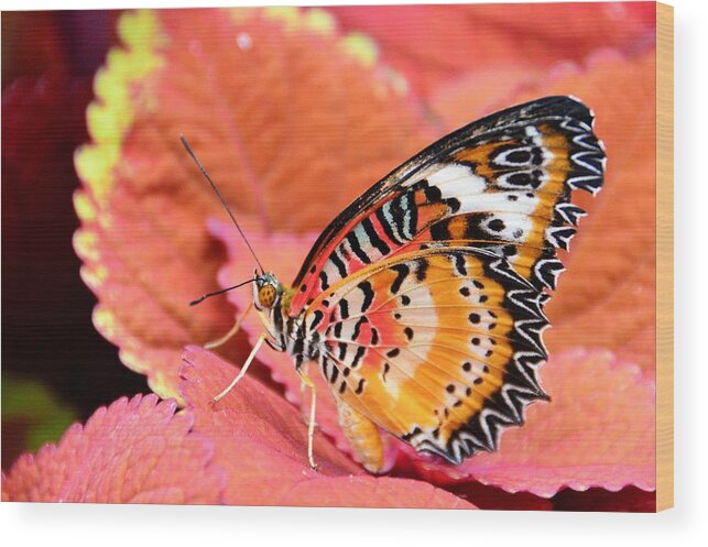 Butterfly Wood Print featuring the photograph Painted Lady by David Earl Johnson