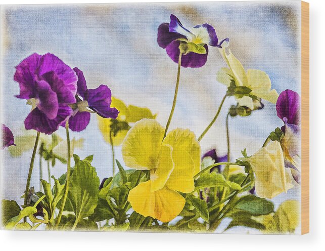 Pansies Wood Print featuring the photograph Painted Pansies by Cathy Kovarik