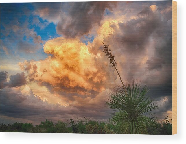 Yucca Wood Print featuring the photograph Painted Sky by Michael Newberry