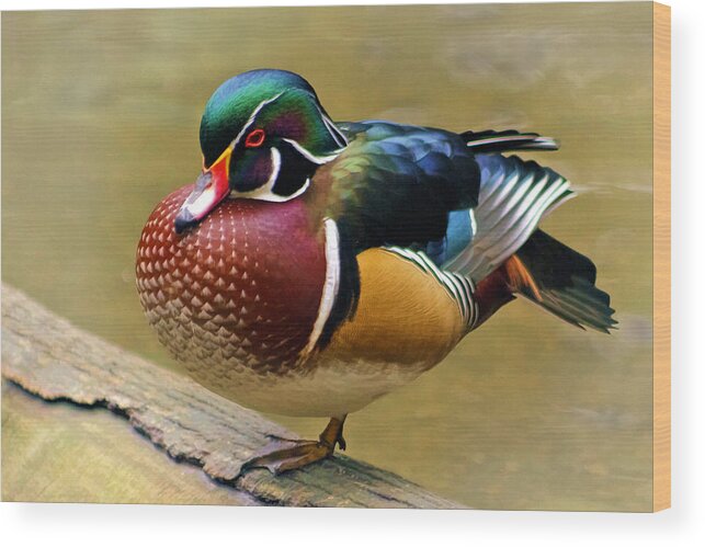 Painted Wood Duck Wood Print featuring the photograph Painted Wood Duck by Wes and Dotty Weber