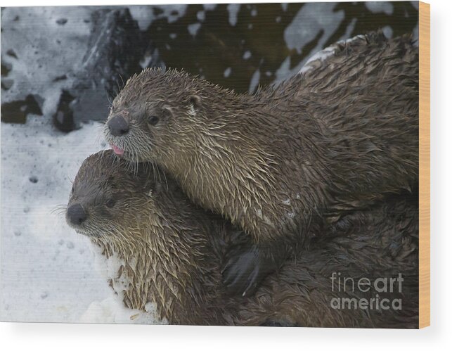 Otter Wood Print featuring the photograph Pair Of River Otters  #1301 by J L Woody Wooden