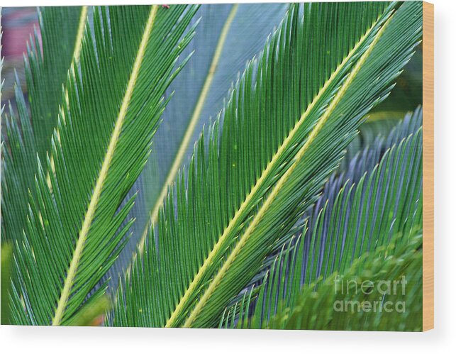 Palm Wood Print featuring the photograph Palm Cycas Fronds by Karen Adams
