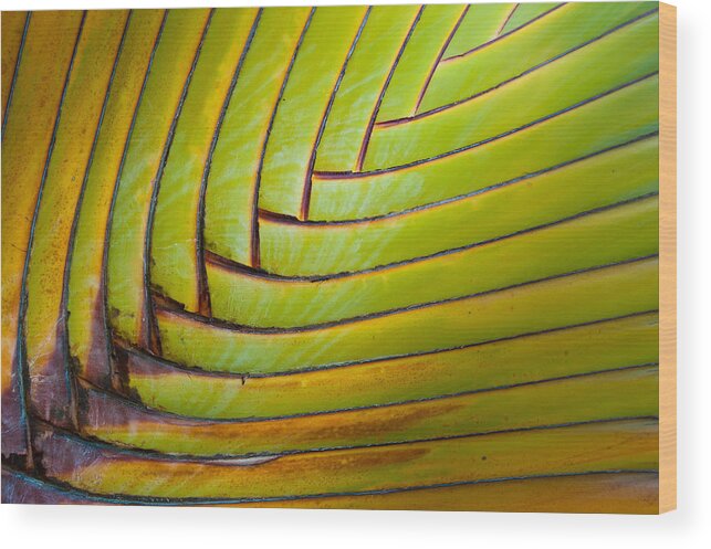 Green Wood Print featuring the photograph Palm Tree Leafs by Sebastian Musial