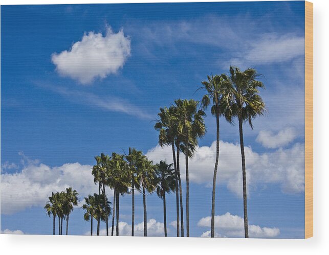 Tree Wood Print featuring the photograph Palm Trees in San Diego California No. 1661 by Randall Nyhof