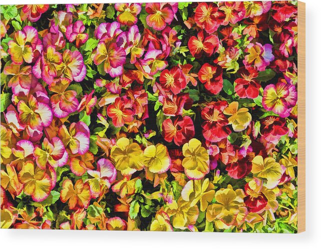 Pansy Wood Print featuring the photograph Pansies Galore by Jeanne May