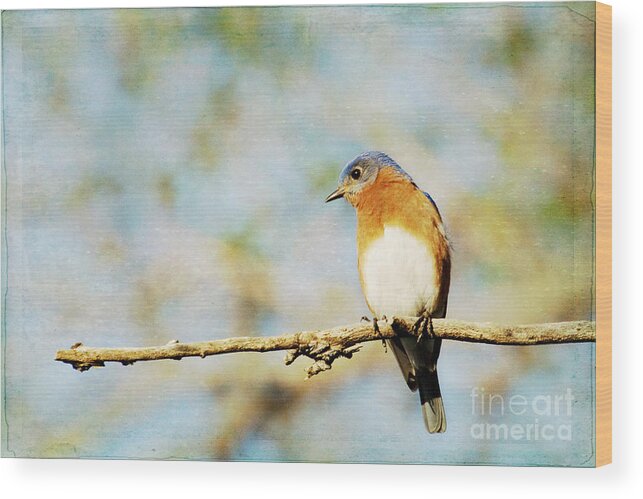 Bluebird Wood Print featuring the photograph Papa Blue by Pam Holdsworth