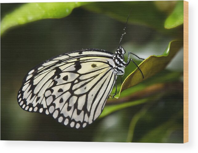 Paper Kite Butterfly Wood Print featuring the photograph Paper Kite Butterfly on a Leaf by Saija Lehtonen