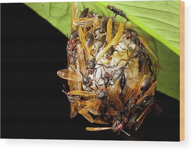 Polistes Sp Wood Print featuring the photograph Paper Wasps On Nest by Alex Hyde