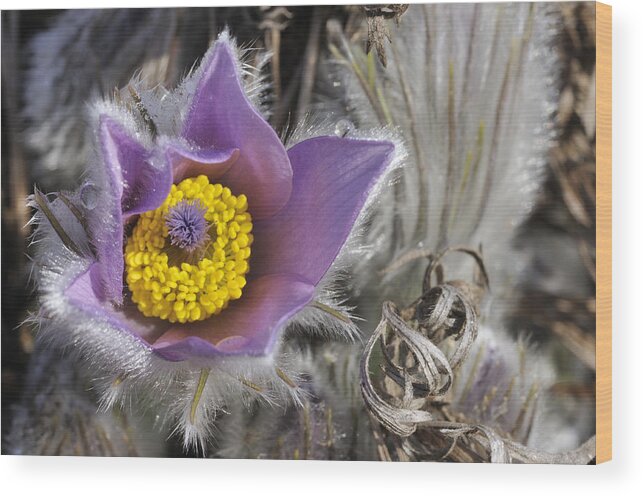 Pasque Flower Wood Print featuring the photograph Pasque flower Pulsatilla halleri by Matthias Hauser