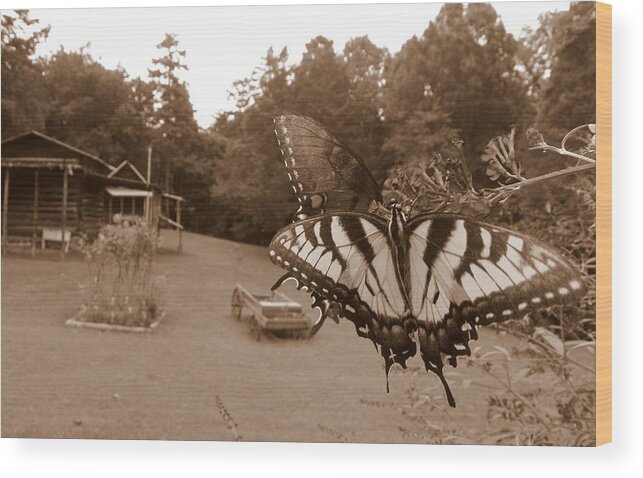 Butterfly Wood Print featuring the photograph Past and Present by Kim Galluzzo