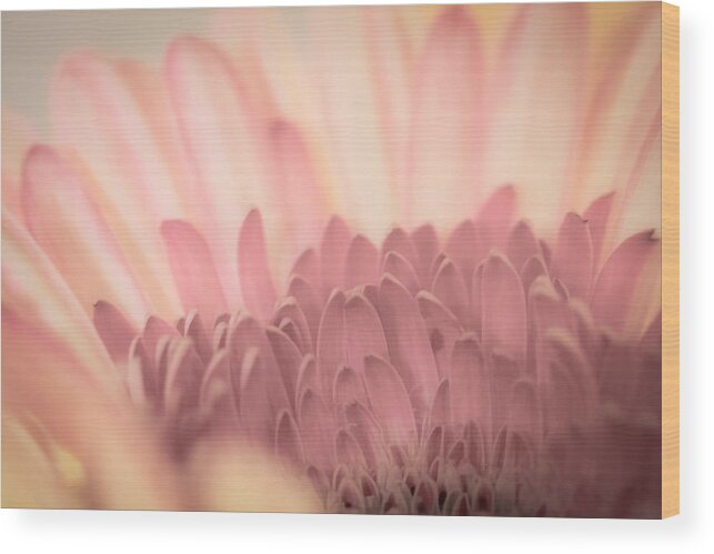 Pastel Wood Print featuring the photograph Pastel Petals by Roger Mullenhour