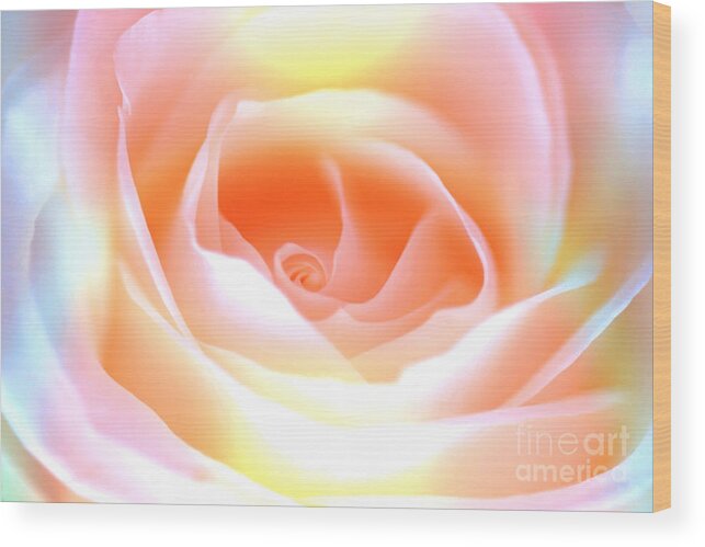 Rose Wood Print featuring the photograph Pastel Rose by David Birchall