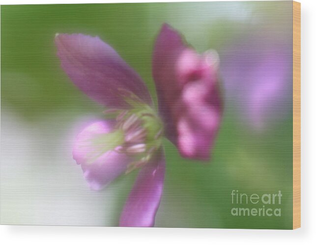 Floral Wood Print featuring the photograph Pastel Symphony by Mary Lou Chmura