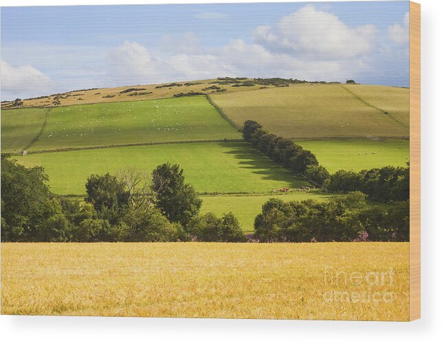 Agriculture Wood Print featuring the photograph Pastoral Scene by Diane Macdonald