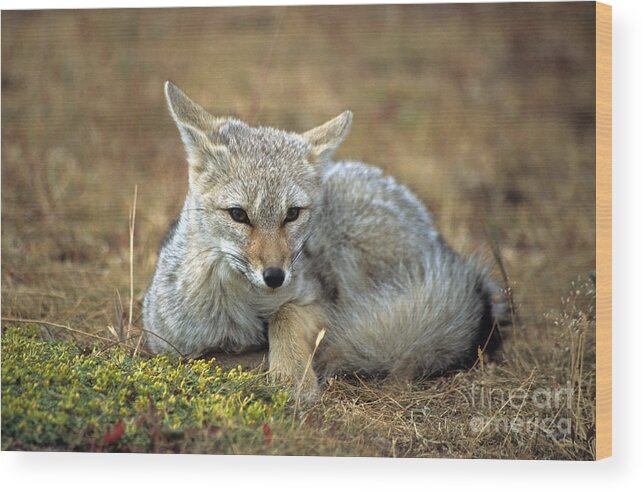 Fox Wood Print featuring the photograph Patagonian grey fox portrait by James Brunker