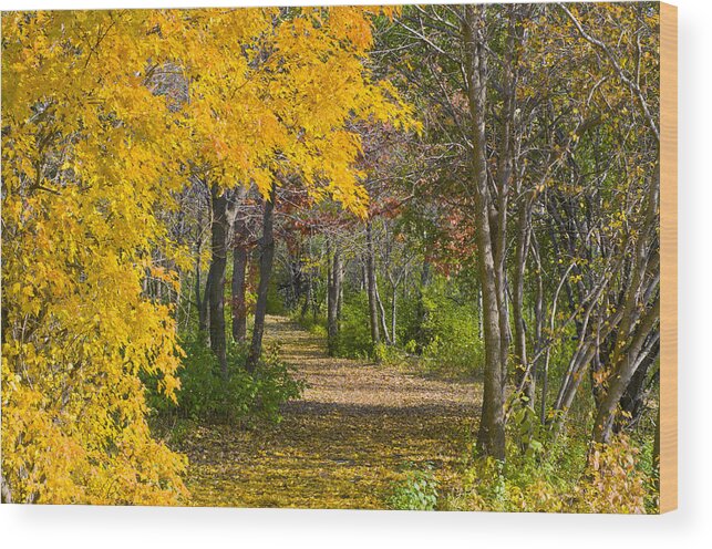 Autumn Wood Print featuring the photograph Path through Autumn Trees by Lynn Hansen