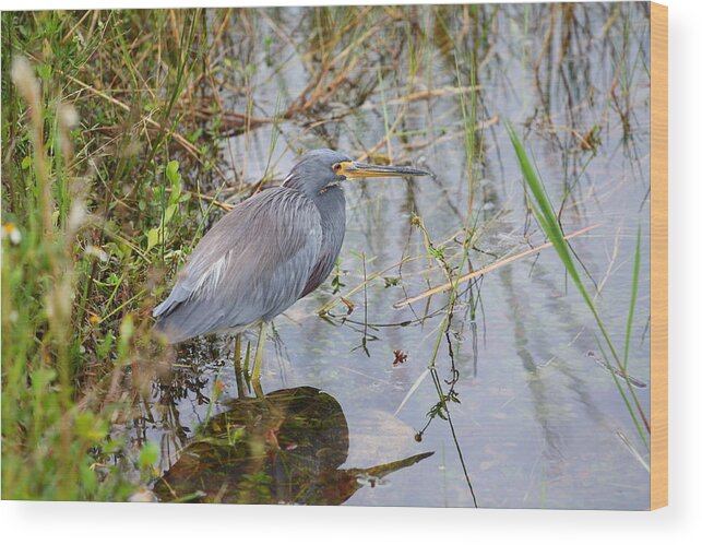 Heron Photo Wood Print featuring the photograph Patience by Katherine White