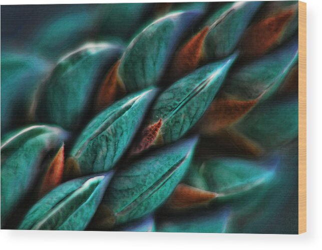 Macro Photography Wood Print featuring the photograph Patterns in Nature No.1 by Bonnie Bruno