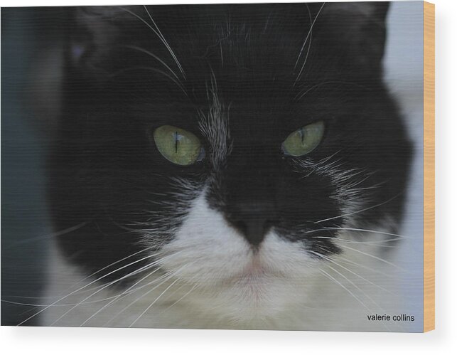 Tuxedo Wood Print featuring the photograph Green Eyes of a Tuxedo Cat by Valerie Collins