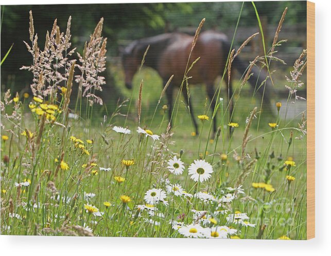 Nature Wood Print featuring the photograph Peaceful Pasture by Michelle Twohig