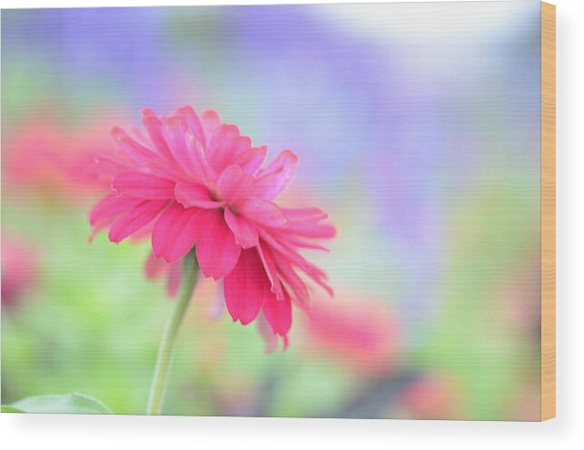 Pink Wood Print featuring the photograph Peaceful Pink by Kathy Paynter