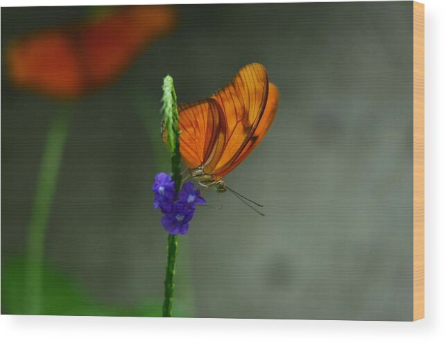 Butterfly Wood Print featuring the photograph Peaceful by Stella Marin