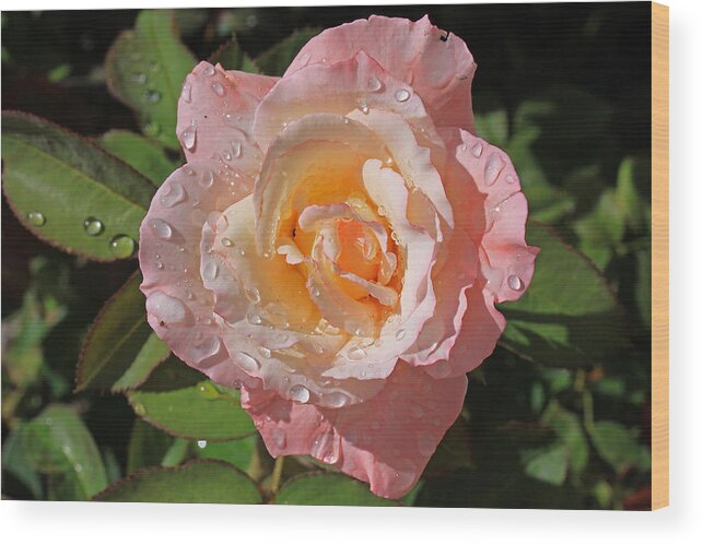 Flowers Wood Print featuring the photograph Peach Rose by Gary Kaylor