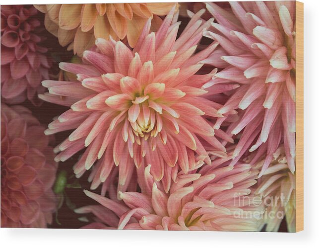 Florals Wood Print featuring the photograph Peachy Pink Dahlia by Arlene Carmel