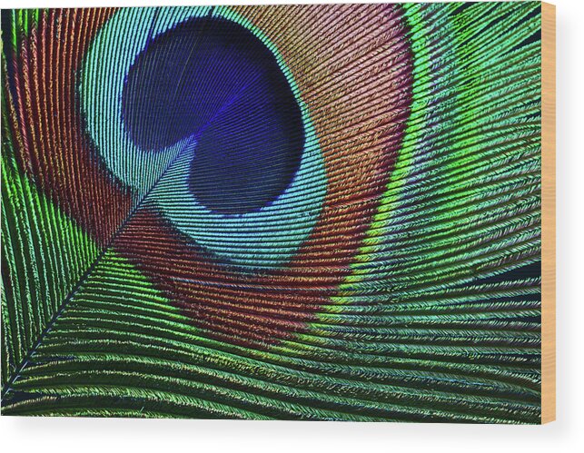 Home Decor Wood Print featuring the photograph Peacock Feather by Ithinksky