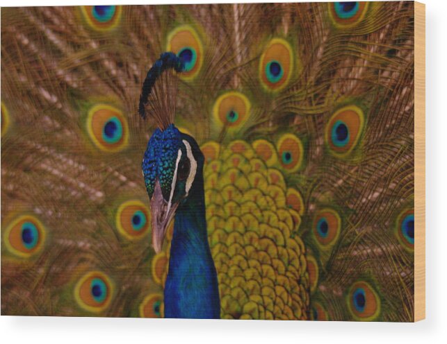 Peacocks Wood Print featuring the photograph Peacock by Jeff Swan