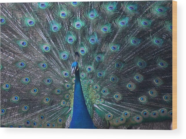 Animal Wood Print featuring the photograph Peacock by Scott Cunningham