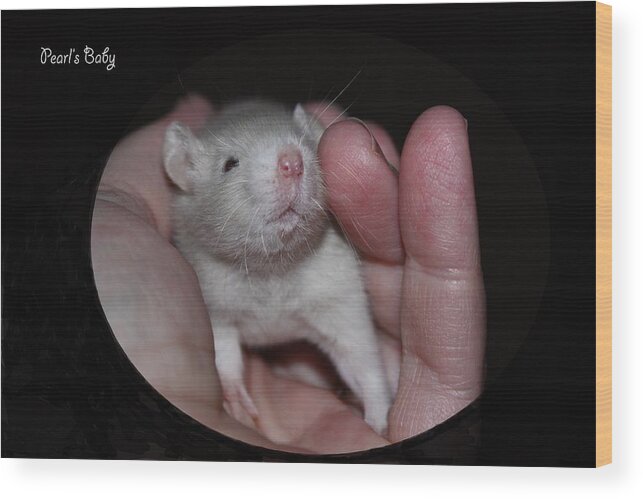 Black Wood Print featuring the photograph Pearl's Baby by Dawn Boswell Burke